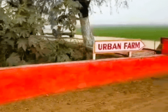 urban-farms